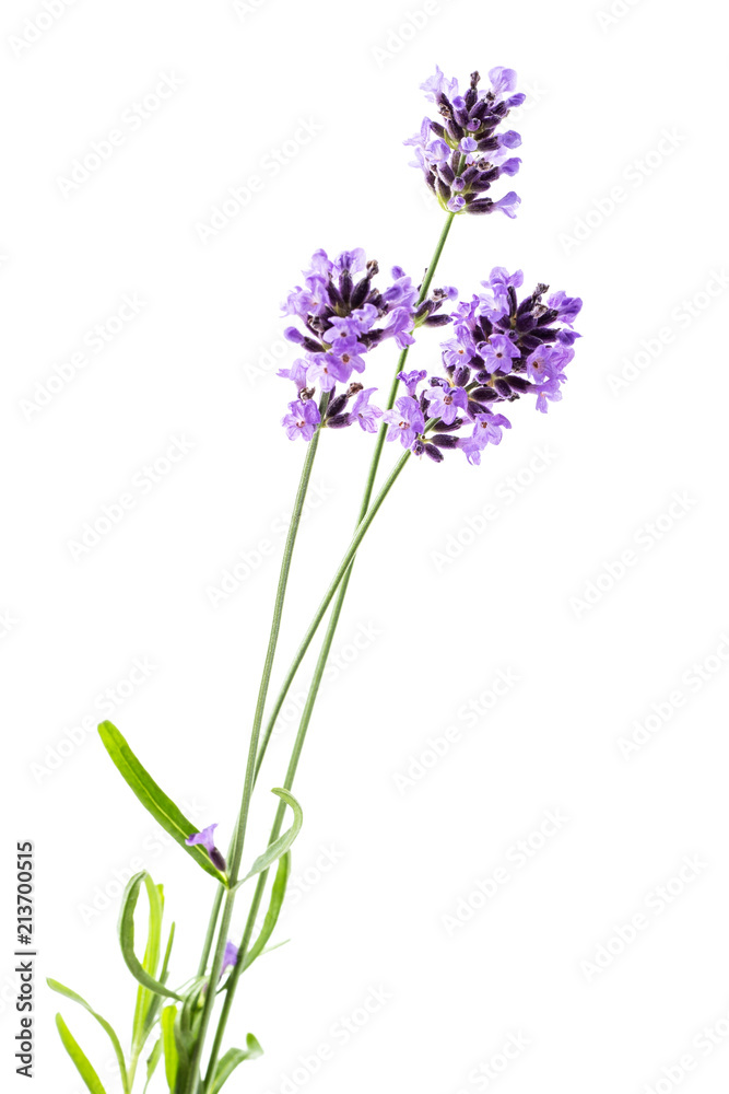 Lavender bunch on the white Lavender bunch on the white