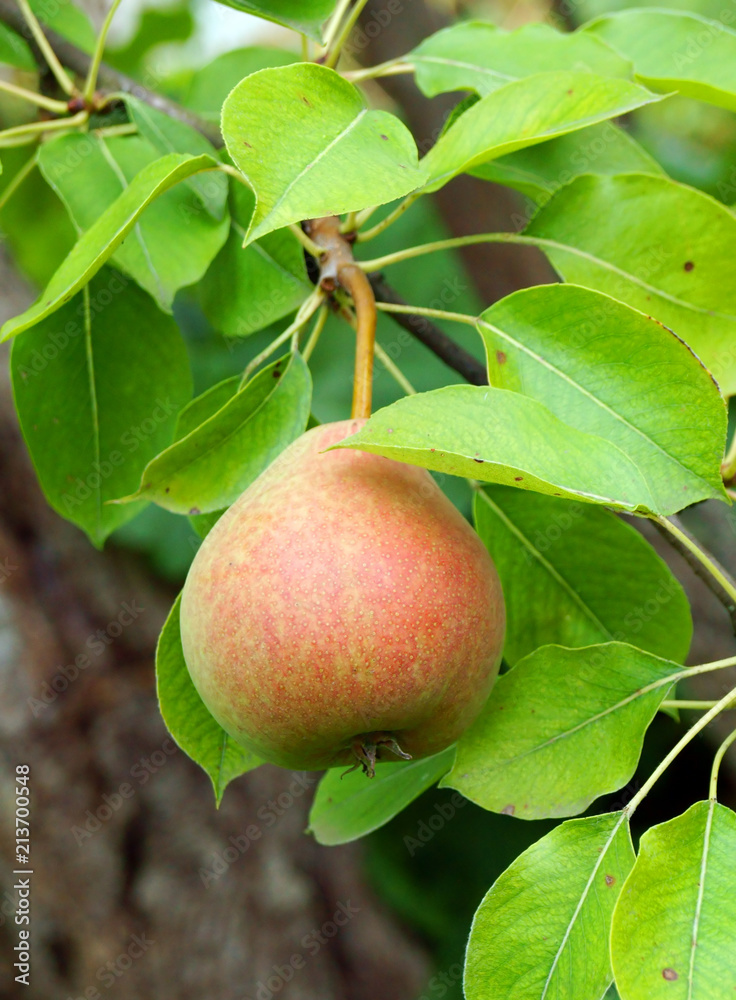 Ripe pear in the summer garden