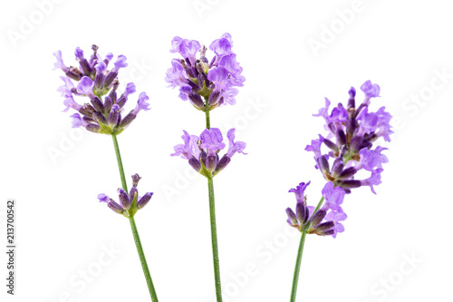 Three lavender branches isolated on white