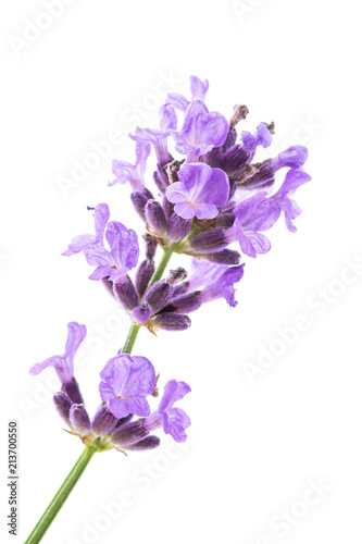 Fototapeta Naklejka Na Ścianę i Meble -  Beautiful lavender flower
