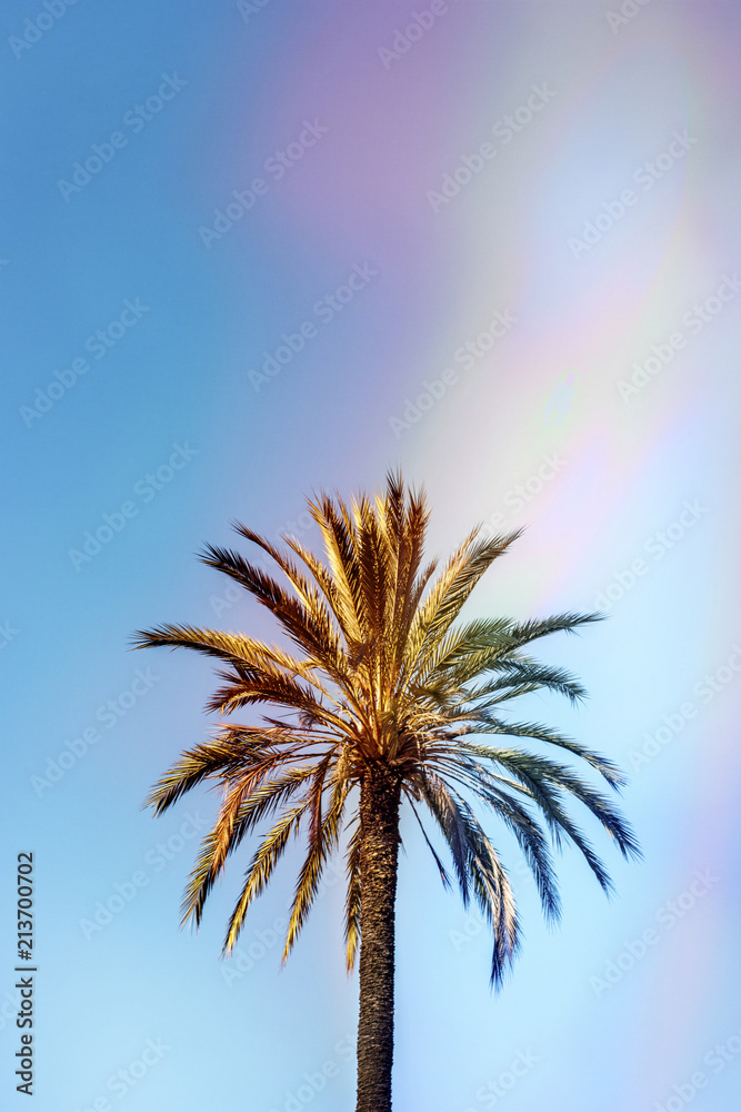 Low angle view of palm tree growing against blue sky during sunny day Low angle view of palm tree growing against blue sky during sunny day