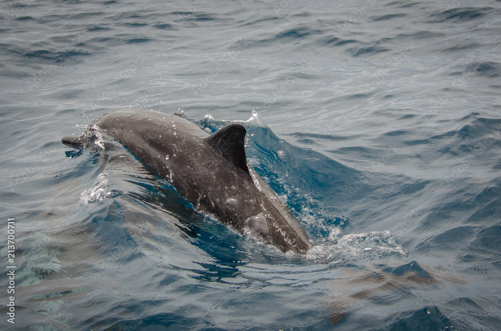 Obraz premium Dolphin from Mitsio Archipelago (Madagascar)