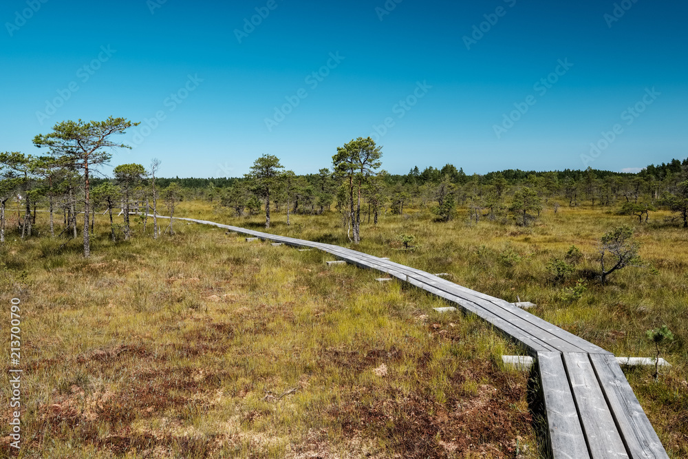 wooden footpath boardwalk in the bog swamp area wooden footpath boardwalk in the bog swamp area
