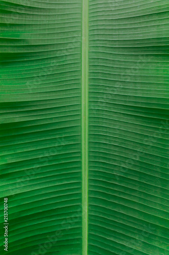 symmetrical image of a large tropical banana leaf musa, green, abstract background