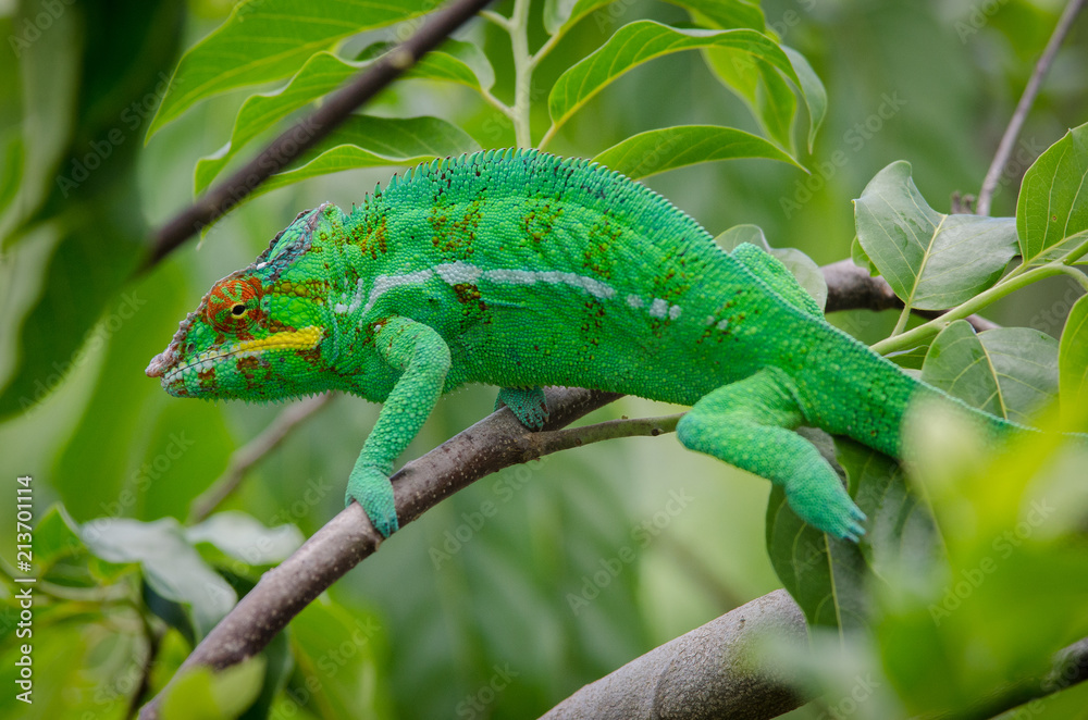 Leopard chameleon from Nosy Be Island (Madagascar) Leopard chameleon from Nosy Be Island (Madagascar)