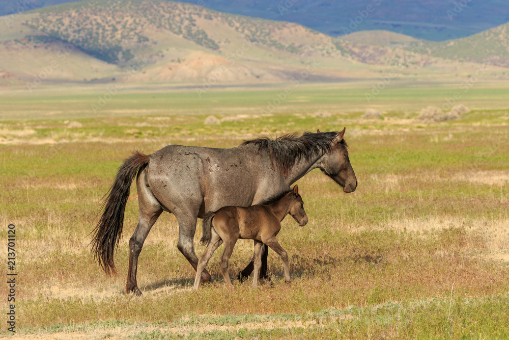 Fototapeta premium Wild Horse Mare and Foal
