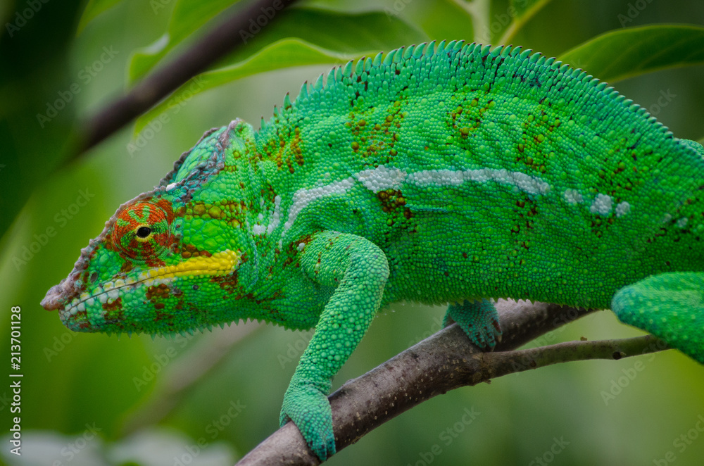 Leopard chameleon from Nosy Be Island (Madagascar) Leopard chameleon from Nosy Be Island (Madagascar)