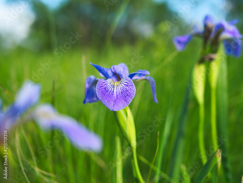 Halrequin blueflag - Indaceae indeae iris versicolor photo
