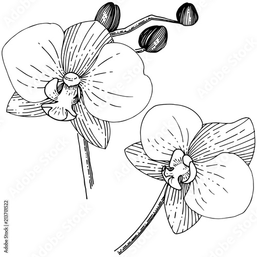 Orhid flower in a vector style isolated. Full name of the plant: orhid. Vector flower for background, texture, wrapper pattern, frame or border.