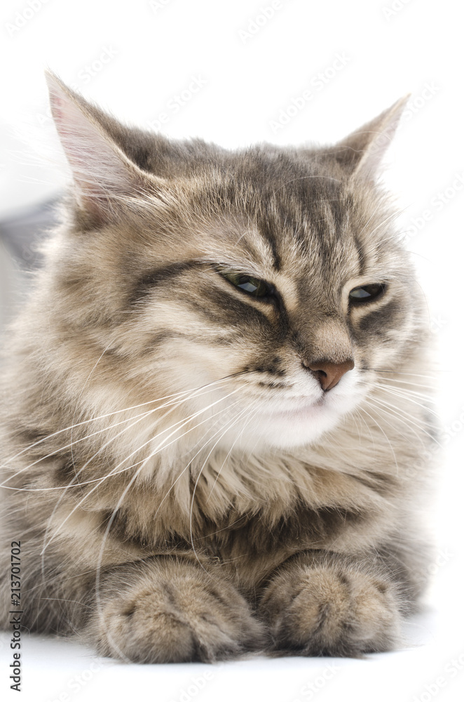 portrait of a cat close-up isolated on white portrait of a cat close-up isolated on white