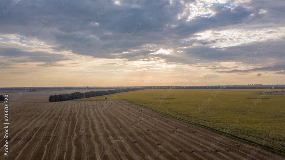 Fototapeta premium Aerial drone view of wineyards fields from the top at the sunset. Drone Aerial View Concept.
