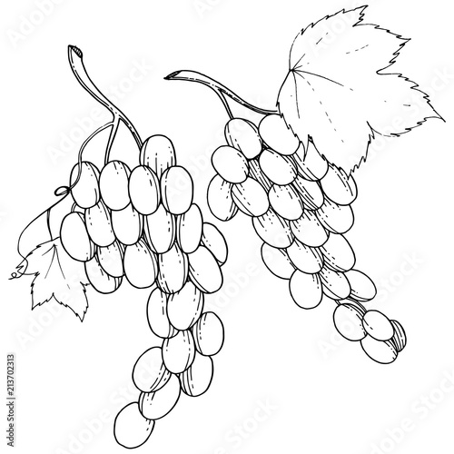 Grape healthy food in a vector style isolated. Full name of the fruit: grape. Vector wild fruit for background, texture, wrapper pattern or menu.