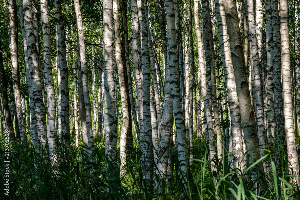 Fototapeta premium birch tree trunk texture