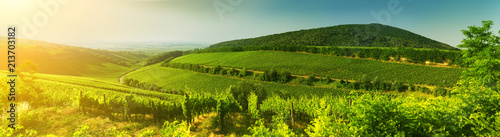 Vineyard in Hungary, panorama view