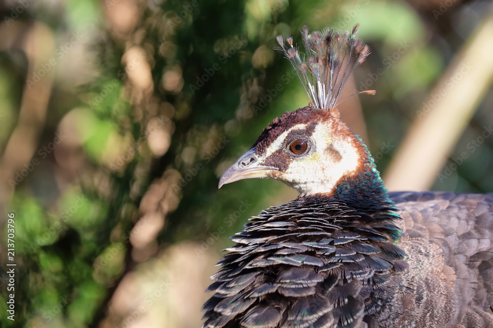 Fototapeta premium Colorful Peacock portrait