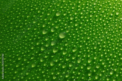 water drops on green background texture