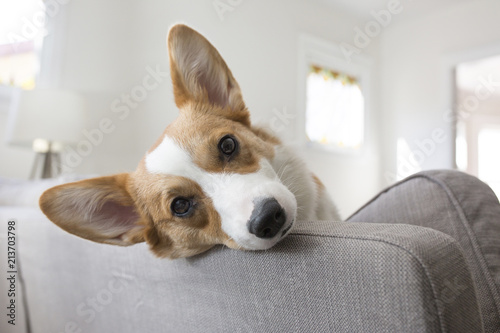 Portrait of dog relaxing on sofa at home photo