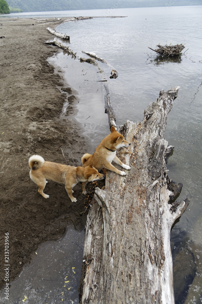 Fototapeta premium 夏の柴犬