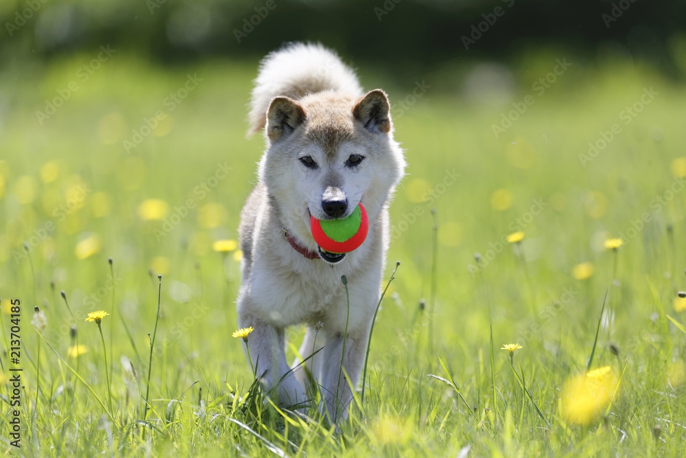 野原で遊ぶ柴犬