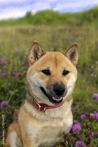 夏の柴犬 © mannpuku