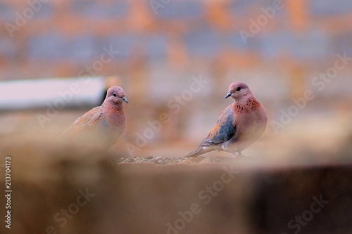 pigeons after the rain
