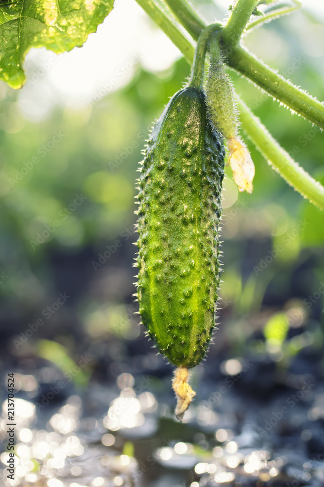 harvest fresh green vegetables cucumbers grew in the garden on the farm in summer Sunny day harvest fresh green vegetables cucumbers grew in the garden on the farm in summer Sunny day