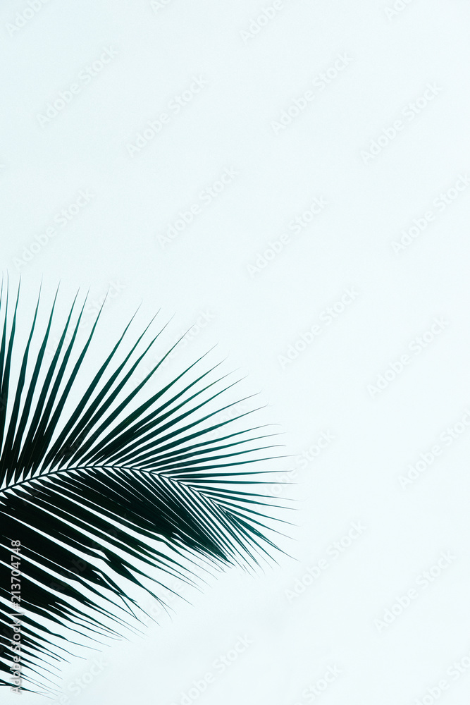 Fototapeta premium Palm leaves silhouette against sky. Creative minimalism. Copy space for text