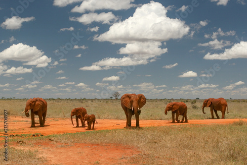 Group of elephants walking on African savanna, with contrasty sky and clouds above. © Lubo Ivanko