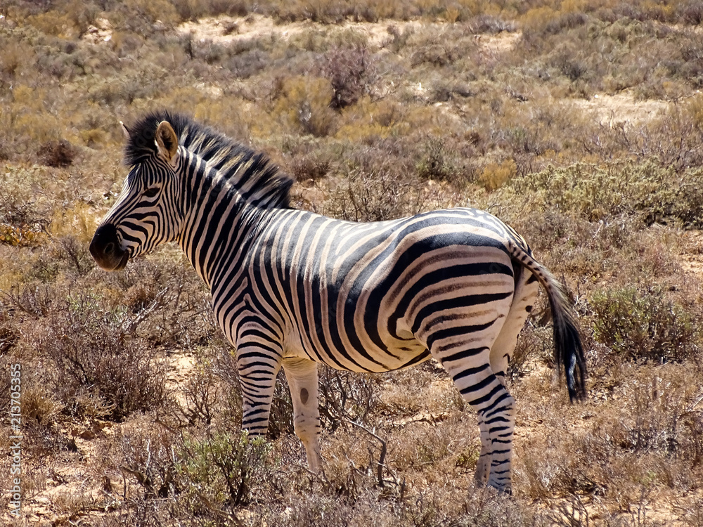 Obraz premium sommer 