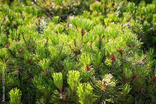 Young pines close up