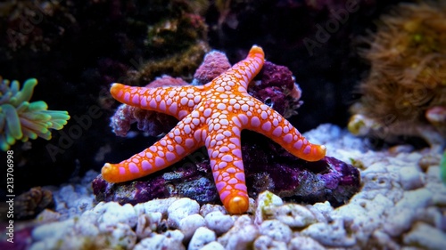 Photo Fromia seastar in coral reef aquarium tank is one of the most amazing living dec