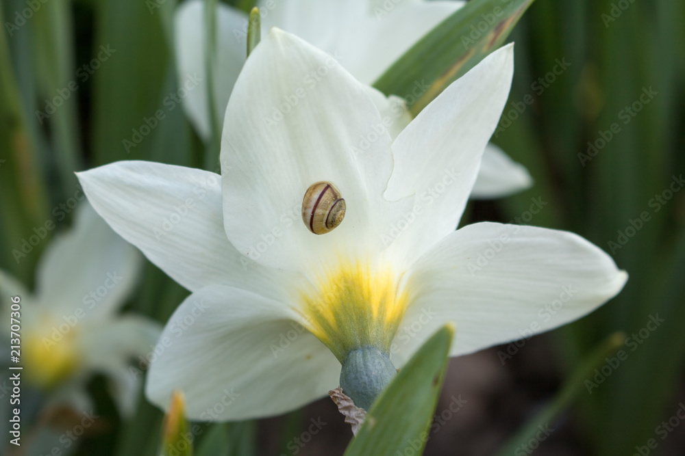 Fototapeta premium sommer