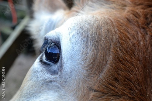 cow eye