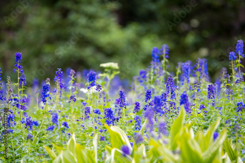Purple Flowers