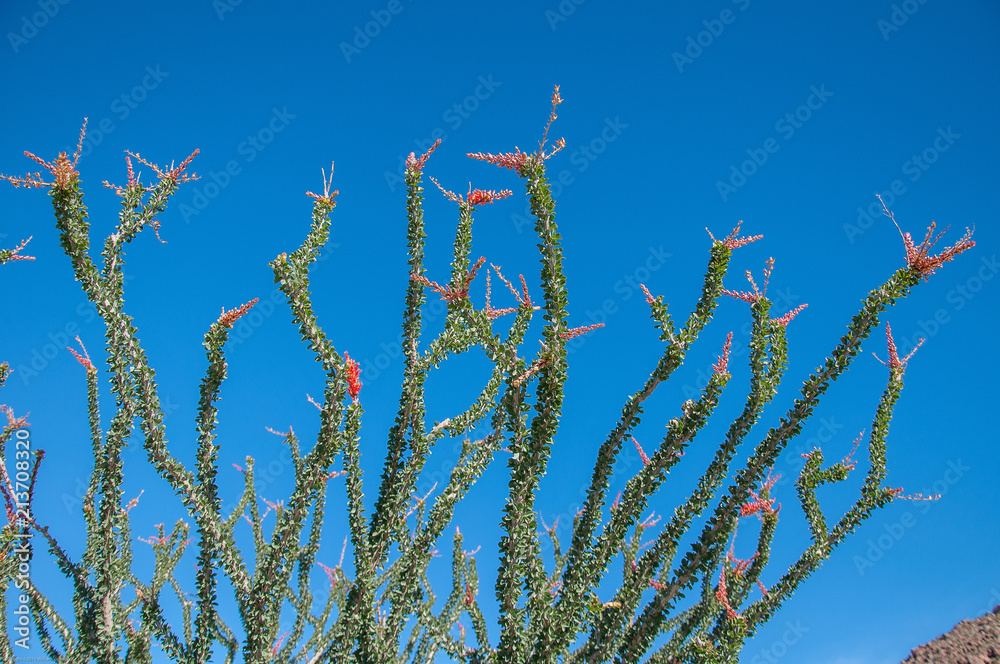 Naklejka premium Ocotillo