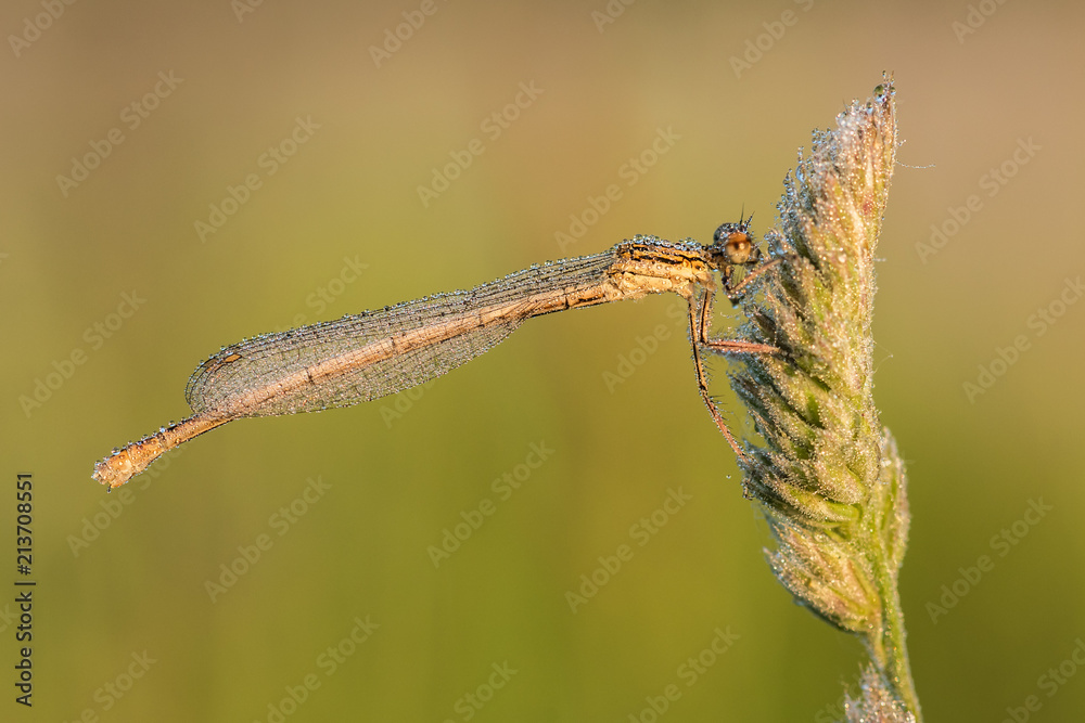 Naklejka premium Beautiful nature scene with White-legged damselfly (Platycnemis pennipes). White-legged damselfly (Platycnemis pennipes) in the nature habitat.
