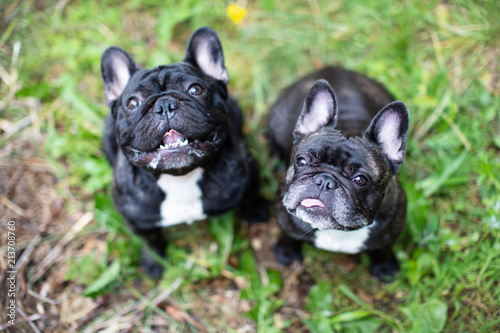 French bulldog outside playing 