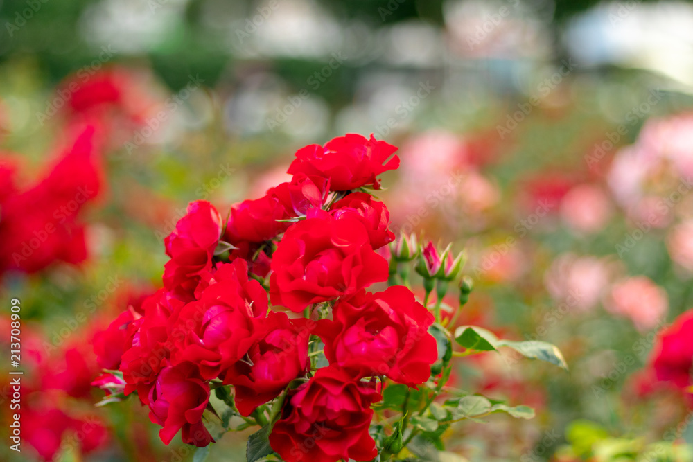 Red roses in the garden, shallow depth of field Red roses in the garden, shallow depth of field