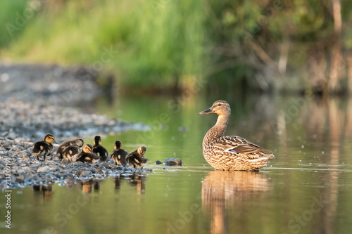 Beautiful nature scene with Mallard (Anas platyrhynchos). Mallard (Anas platyrhynchos) in the nature habitat.