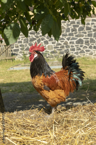 rooster on the dunghill photo