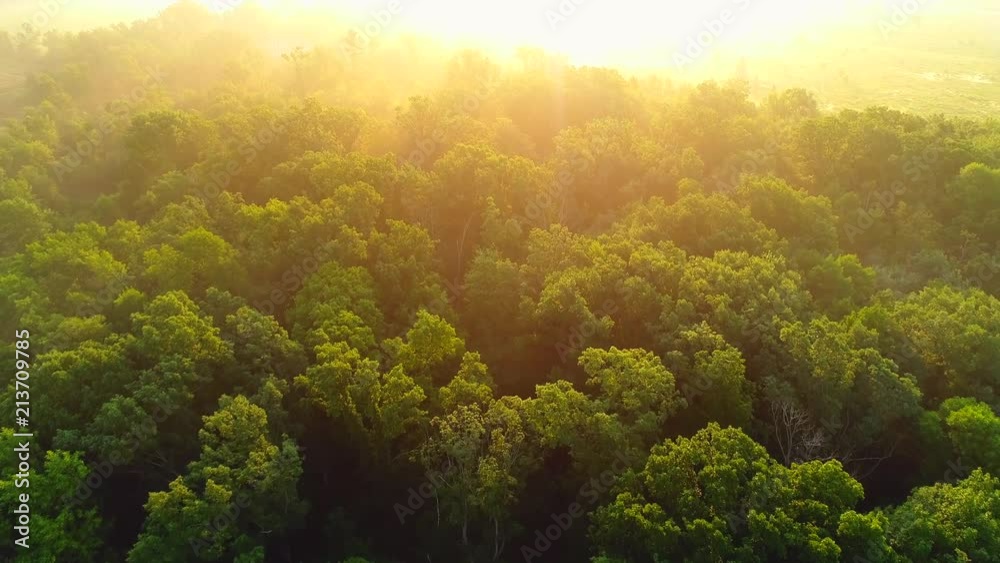 Flying low over foggy forest in the bright sunlight of Summer sunrise.
Flying low over foggy forest in the bright sunlight of Summer sunrise.