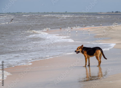 Dog on the beach. The dog runs along the coastline