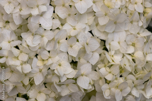 White flowers close-up