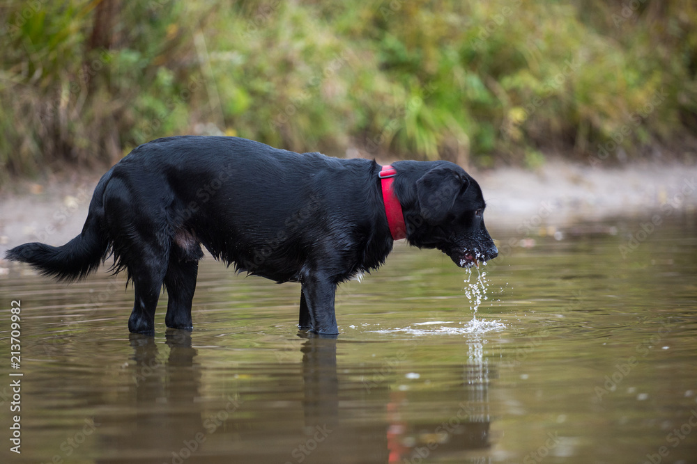 Black Labrador catches fish in the pond