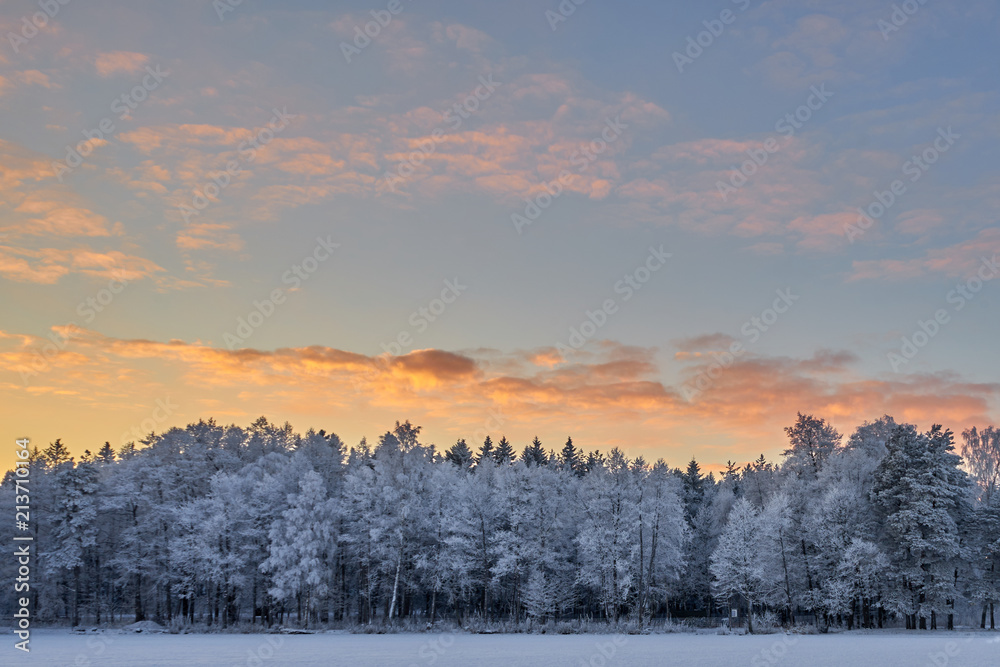 Snowy white trees on a sunset. Snowy white trees on a sunset.