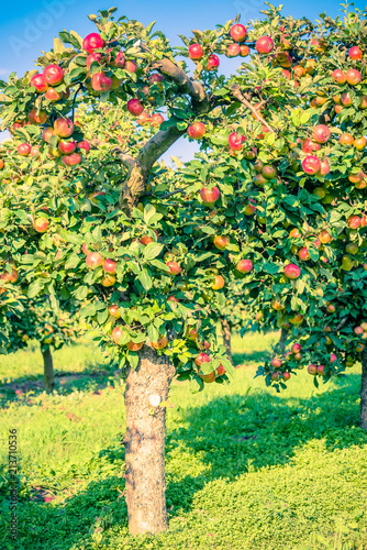 Apple tree in old apple orchard.