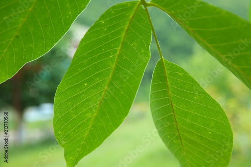 Walnut leaf . Green walnuts on the tree together . Young green leaves of walnut in the garden . Background of green leaves on the trunk of an apple tree.