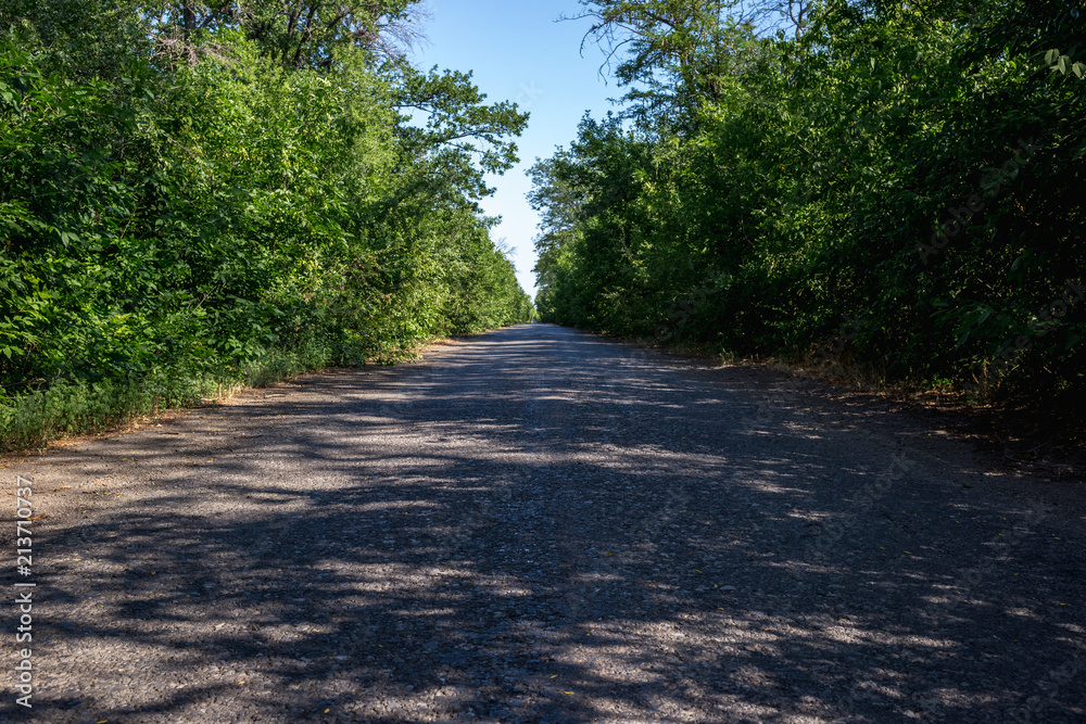 Fototapeta premium Old overgrown ruined asphalt road in summer