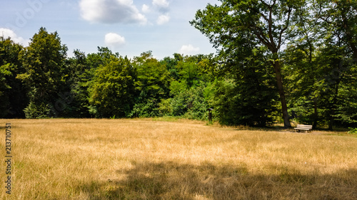 View of an empty area in the middle of a forest along with a seat photo