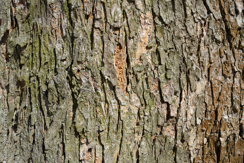 Tree bark texture. Natural background. Tree bark texture. Natural background.